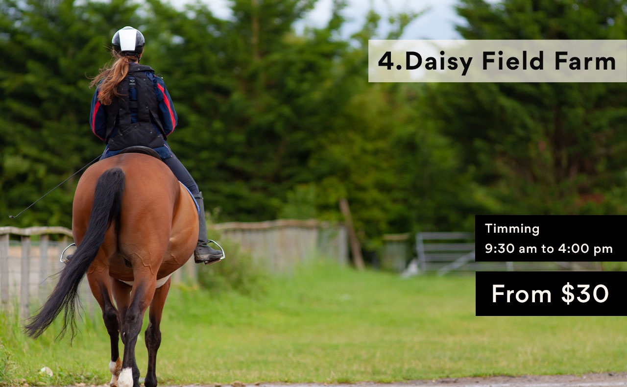 Top 10 Horseback Riding Near Lake Harmony HolidayKeepers