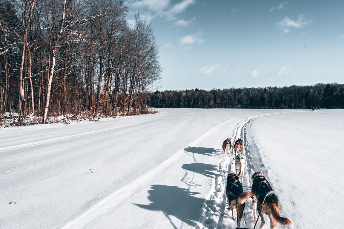 dog sledding